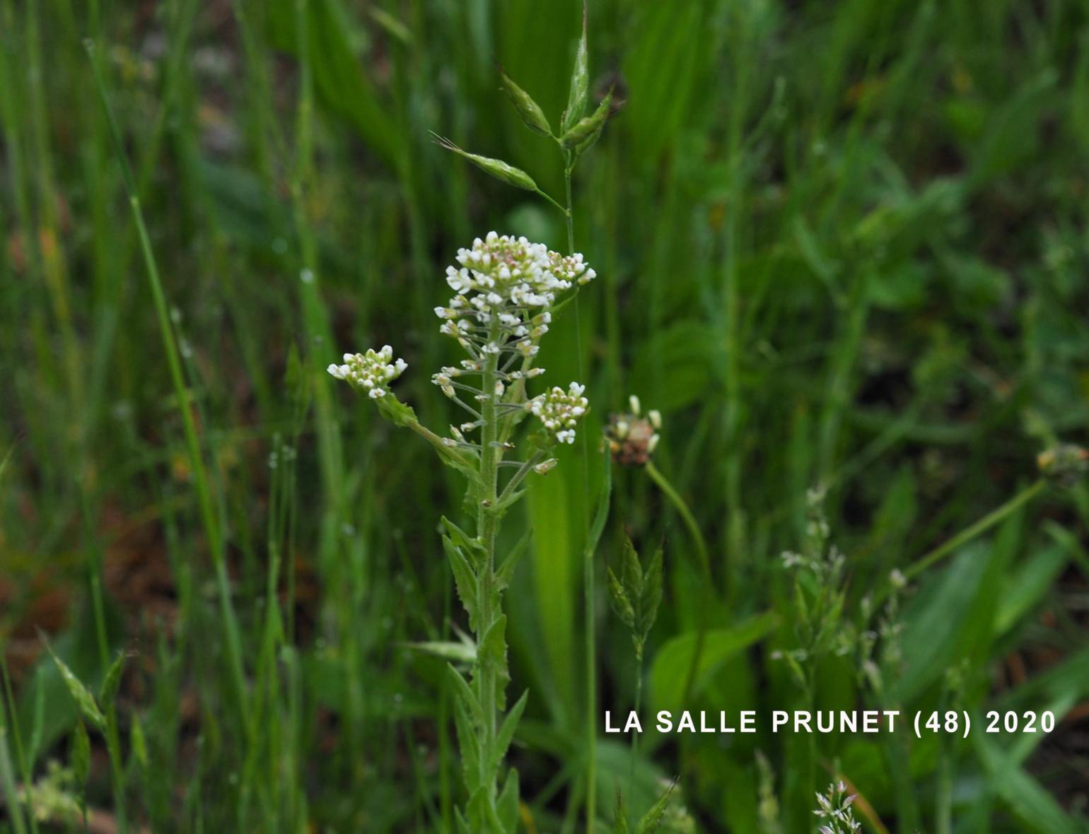 Pennycress